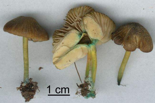 Entoloma incanum